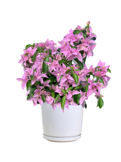 Bougainvillea Pink (Small Size)